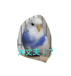 使える可愛いうちのインコさん（個別スタンプ：28）