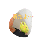 使える可愛いうちのインコさん（個別スタンプ：30）
