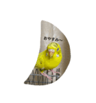 使える可愛いうちのインコさん（個別スタンプ：31）