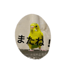 使える可愛いうちのインコさん（個別スタンプ：32）