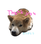 柴犬そら（個別スタンプ：1）