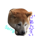 柴犬そら（個別スタンプ：2）