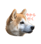 柴犬そら（個別スタンプ：3）