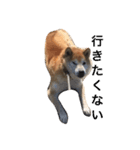 柴犬そら（個別スタンプ：4）