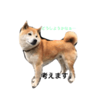 柴犬そら（個別スタンプ：5）