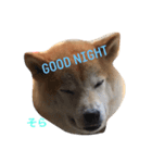 柴犬そら（個別スタンプ：6）