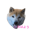 柴犬そら（個別スタンプ：7）