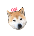 柴犬そら（個別スタンプ：8）
