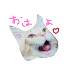 るるららろろくま（個別スタンプ：3）