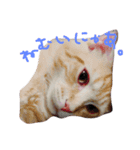 るるららろろくま（個別スタンプ：5）