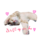 るるららろろくま（個別スタンプ：6）