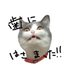 るるららろろくま（個別スタンプ：16）