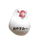 cute buntyo（個別スタンプ：2）