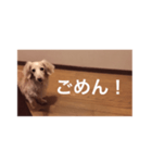 愛愛愛犬 F（個別スタンプ：2）