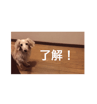 愛愛愛犬 F（個別スタンプ：5）