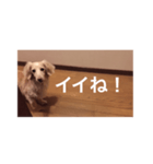 愛愛愛犬 F（個別スタンプ：7）