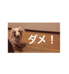 愛愛愛犬 F（個別スタンプ：8）