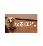 愛愛愛犬 F（個別スタンプ：9）