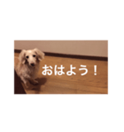 愛愛愛犬 F（個別スタンプ：15）