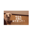 愛愛愛犬 F（個別スタンプ：16）