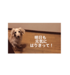 愛愛愛犬 F（個別スタンプ：18）