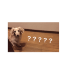 愛愛愛犬 F（個別スタンプ：24）
