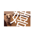 愛愛愛犬 F（個別スタンプ：26）