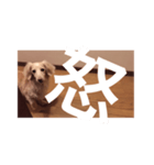 愛愛愛犬 F（個別スタンプ：27）