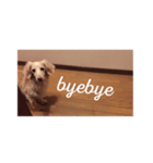 愛愛愛犬 F（個別スタンプ：29）