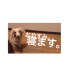 愛愛愛犬 F（個別スタンプ：30）