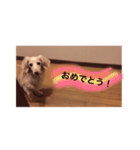 愛愛愛犬 F（個別スタンプ：31）