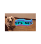 愛愛愛犬 F（個別スタンプ：32）