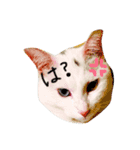 白ねこのにゃあ暮らし♪（個別スタンプ：1）