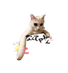 白ねこのにゃあ暮らし♪（個別スタンプ：2）