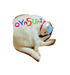 白ねこのにゃあ暮らし♪（個別スタンプ：3）