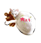 白ねこのにゃあ暮らし♪（個別スタンプ：4）