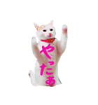 白ねこのにゃあ暮らし♪（個別スタンプ：6）