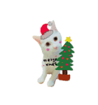 白ねこのにゃあ暮らし♪（個別スタンプ：12）