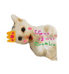白ねこのにゃあ暮らし♪（個別スタンプ：14）