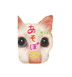 白ねこのにゃあ暮らし♪（個別スタンプ：15）