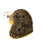 うさぎのこけもも（個別スタンプ：8）