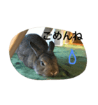 うさぎのこけもも（個別スタンプ：9）