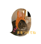 うさぎのこけもも（個別スタンプ：10）