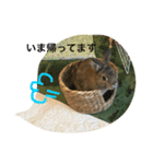 うさぎのこけもも（個別スタンプ：12）