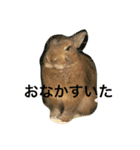 うさぎのこけもも（個別スタンプ：16）