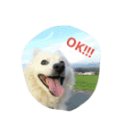 犬   はく（個別スタンプ：1）