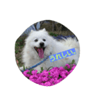 犬   はく（個別スタンプ：3）