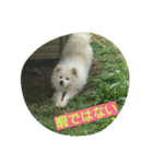 犬   はく（個別スタンプ：4）
