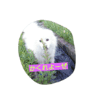犬   はく（個別スタンプ：5）