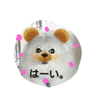 犬   はく（個別スタンプ：6）
